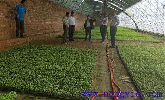 大棚青椒怎么种 大棚青椒的管理与种植技术要点