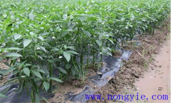 大棚青椒怎么种 大棚青椒的管理与种植技术要点