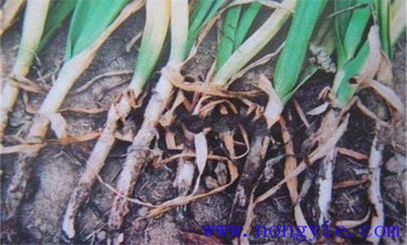 大葱小菌核病怎么治 大葱小菌核病的预防措施