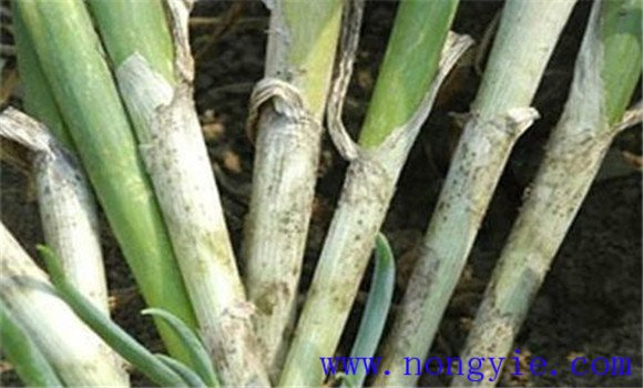 大葱小菌核病怎么治 大葱小菌核病的预防措施