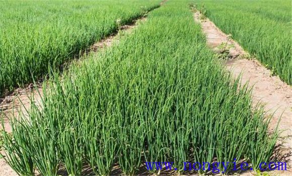 韭葱栽培技术要点：韭葱的种植方法及时间
