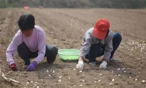 种大蒜的方法和时间问题 大蒜田间管理技术要点