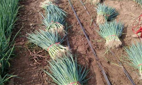 大葱种植时间和方法 大葱种植的具体方法与步骤