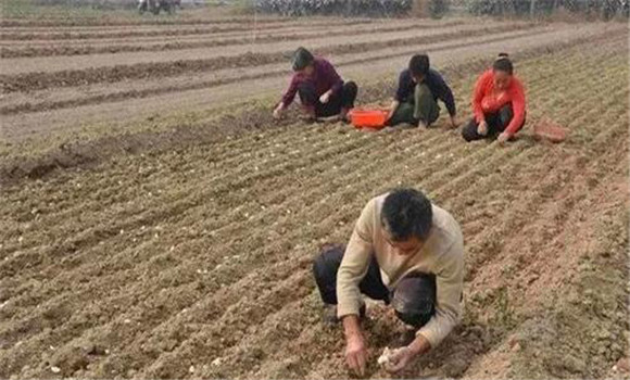 蒜苗亩产量多少斤 蒜苗的种植时间、方法与步骤