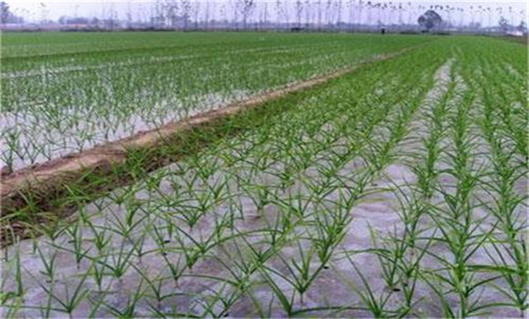 大蒜的需肥规律特点 大蒜施肥的原则与基本方法