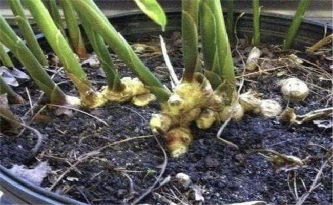 生姜如何盆栽？生姜盆栽的种植方法