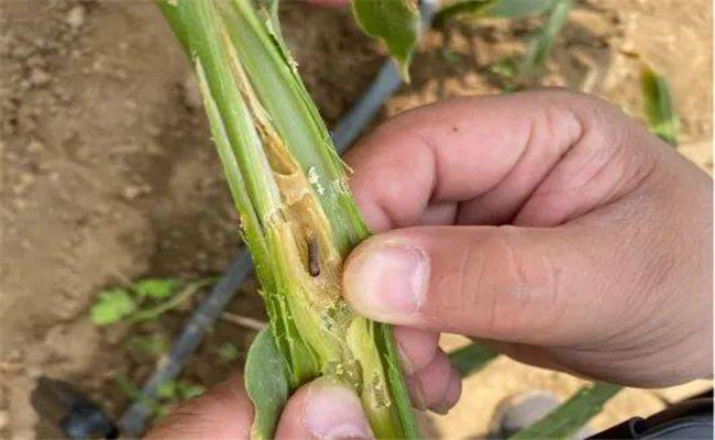 生姜种植如何防治姜蓟马？姜蓟马用什么药？