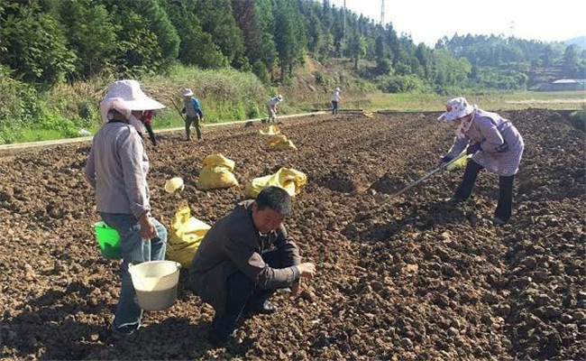 生姜如何施底肥（基肥），生姜用什么肥料追肥