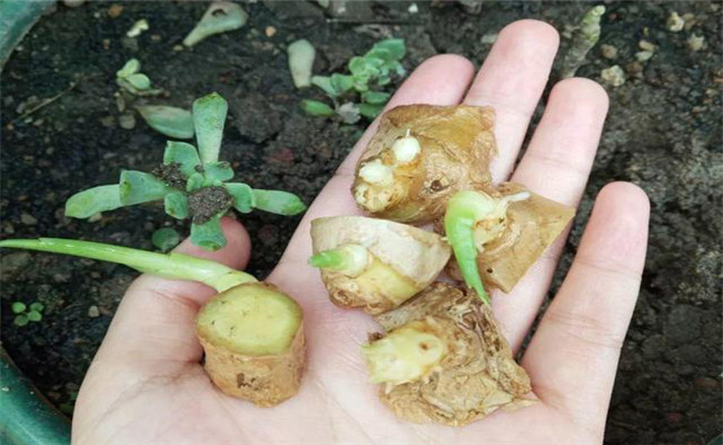 姜种催芽需要多少温度？姜种的催芽方法简介