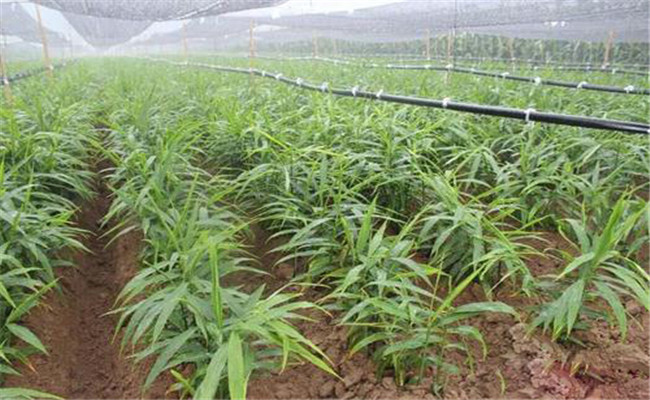 种姜怎样除草？姜田除草剂施药技术要点