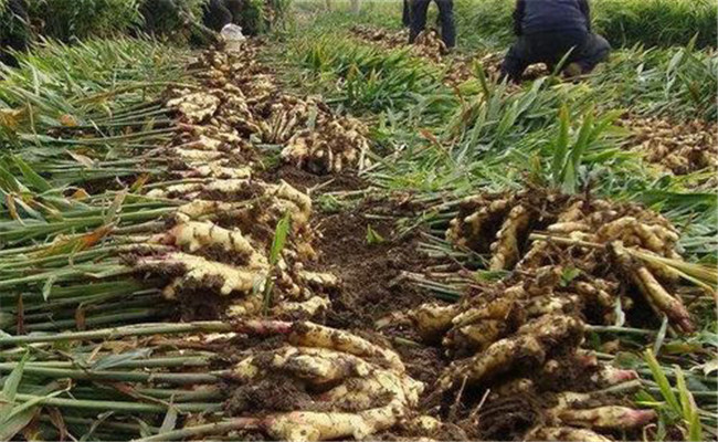 黄姜什么时候种植好，种植多久后能采收？