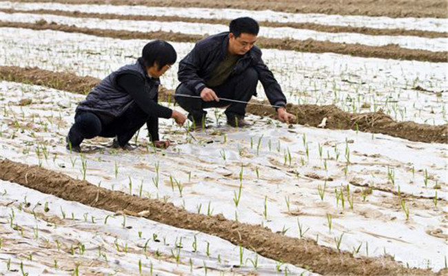 种大蒜需要盖地膜吗？地膜一般在什么时候去掉