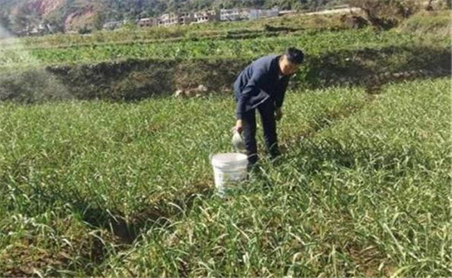 大蒜烂根的原因是什么？大蒜烂根怎么治？