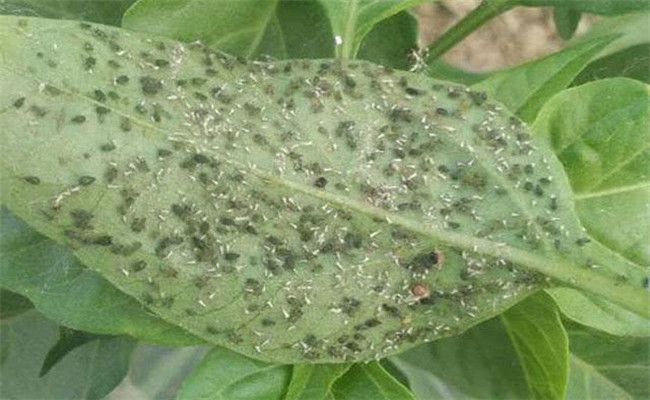 烟粉虱如何提前预防？辣椒烟粉虱的防治方法