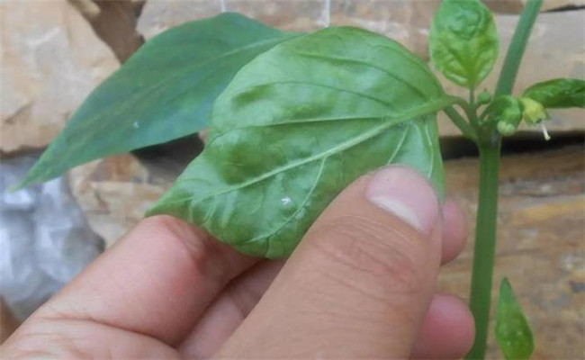 烟粉虱如何提前预防？辣椒烟粉虱的防治方法