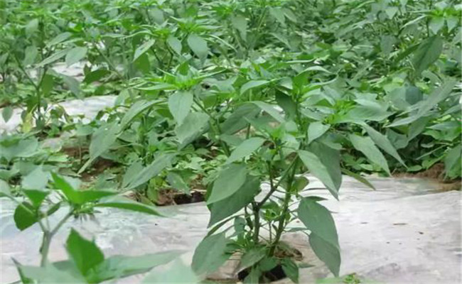 如何种辣椒才能高产？可喷一些醋加白糖试试