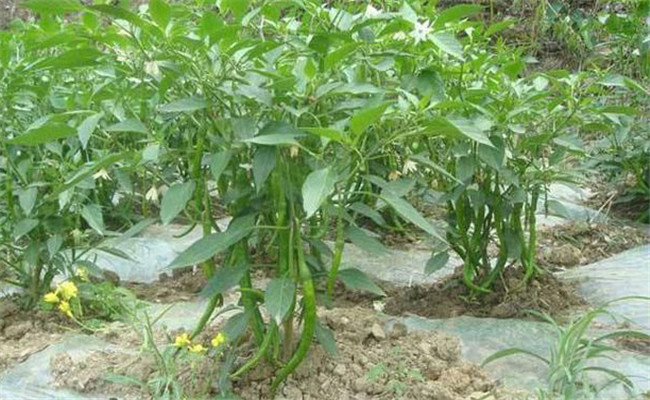 种植辣椒如何施基肥？辣椒怎样追肥？