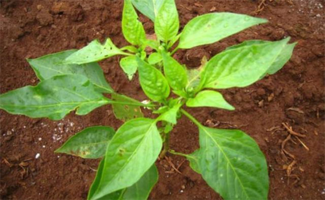 辣椒什么时候打除草剂 辣椒苗用什么除草剂除草