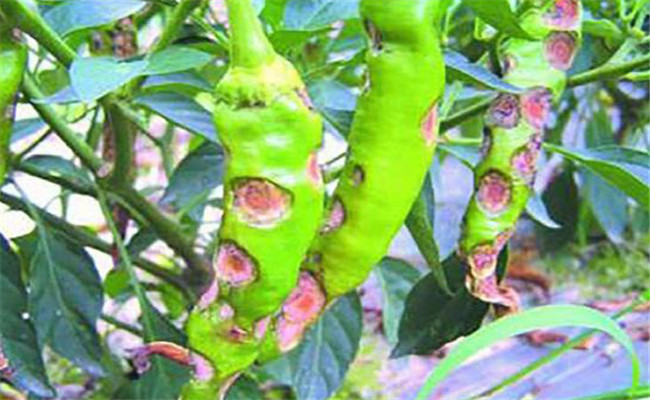 辣椒钻心虫危害症状 辣椒钻心虫用什么农药防治