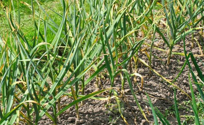 大蒜干尖黄尖是什么原因 如何预防大蒜干尖黄尖