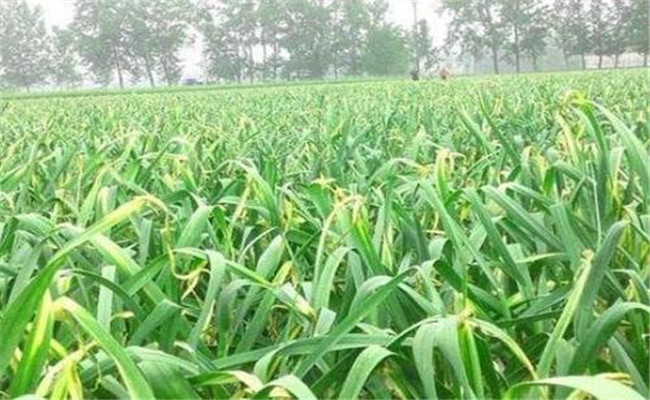 大蒜干尖黄尖是什么原因 如何预防大蒜干尖黄尖