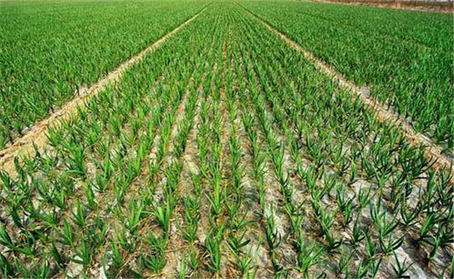 种大蒜需要什么肥料 大蒜一亩地上多少肥料合适