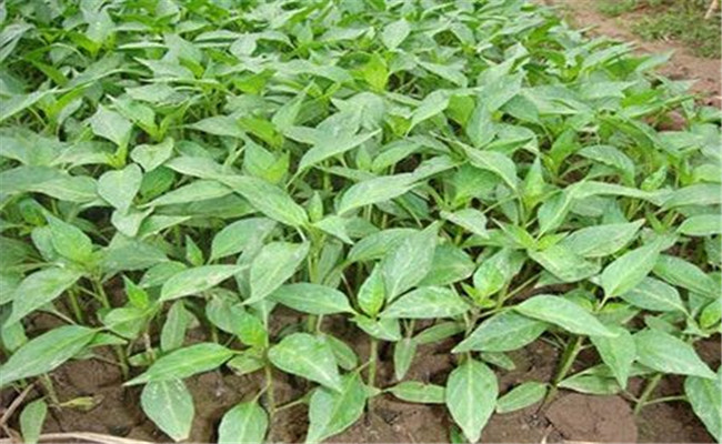 辣椒追肥有诀窍,辣椒如何追肥才能高产丰产 辣椒追肥有诀窍,辣椒如何追肥才能高产丰产