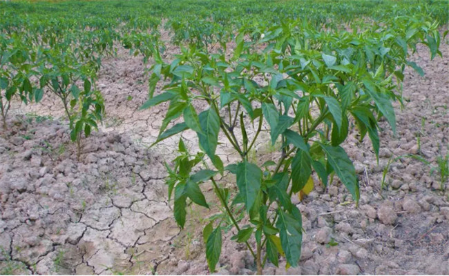辣椒追肥有诀窍,辣椒如何追肥才能高产丰产 辣椒追肥有诀窍,辣椒如何追肥才能高产丰产