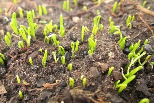 洋葱育苗多长时间能出苗?洋葱育苗方法与时间