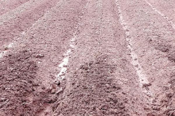 洋葱育苗多长时间能出苗?洋葱育苗方法与时间