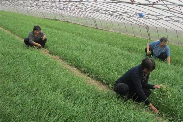种韭菜用什么肥料长得好 冬季韭菜如何管理