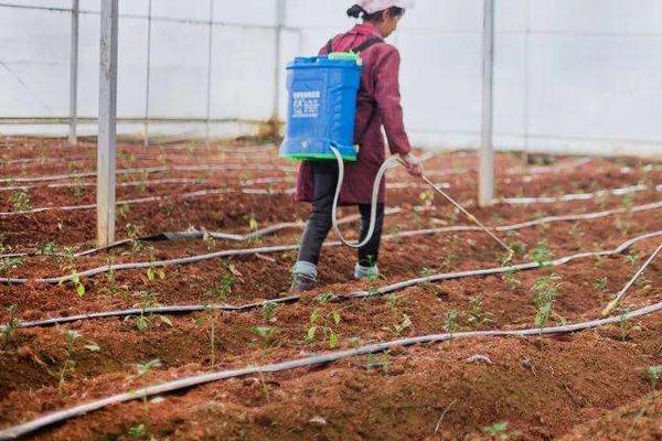 辣椒间距和行距是多少 辣椒种植需要什么肥料