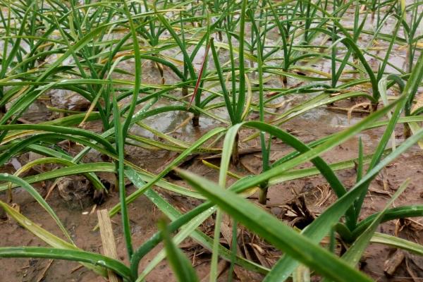 种植大蒜需不需要控旺,大蒜控旺用什么药最好 种植大蒜需不需要控旺,大蒜控旺用什么药最好