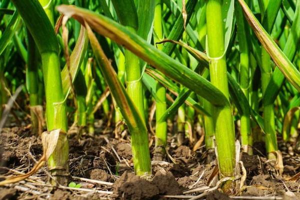 种植大蒜需不需要控旺,大蒜控旺用什么药最好 种植大蒜需不需要控旺,大蒜控旺用什么药最好