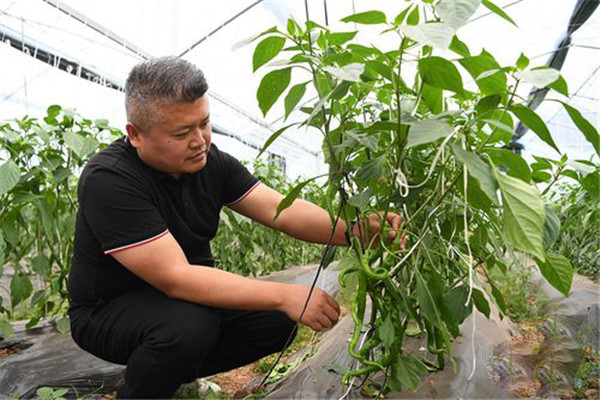 辣椒采摘前后如何管理
