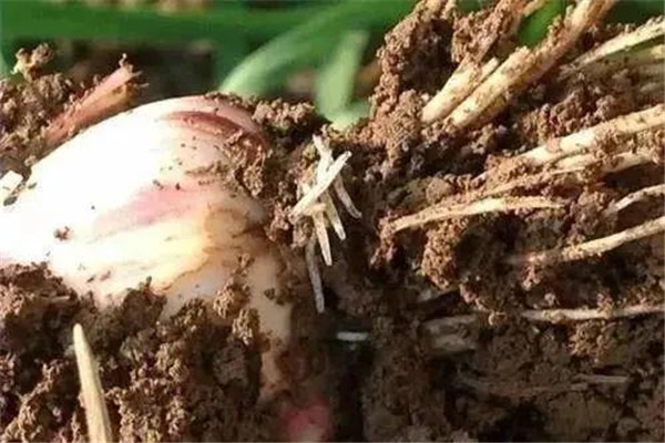蒜蛆治不住的原因是什么，如何防治才有效果？