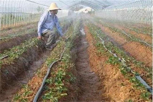 辣椒高产有哪些窍门？教你几个辣椒增产小秘诀