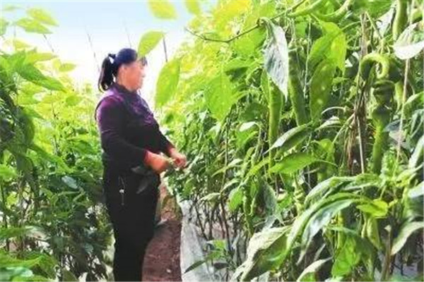 辣椒后期产量不高的原因 辣椒如何获得后期高产
