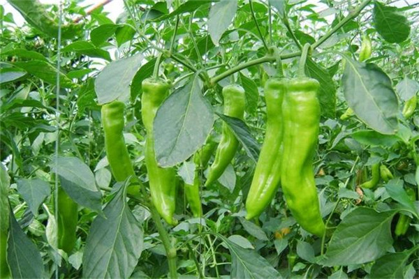 辣椒播种育苗方法 辣椒保护地栽培技术要点