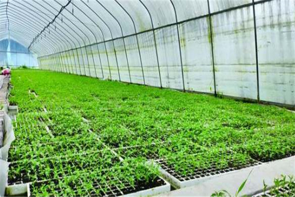 辣椒播种育苗方法 辣椒保护地栽培技术要点