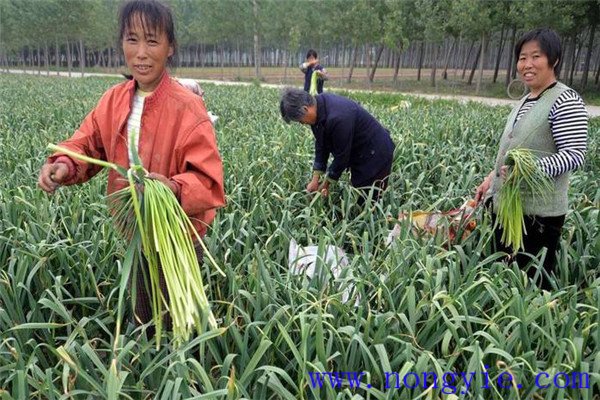 我国蒜苔的主要产地在哪里 蒜苔和大蒜的关系