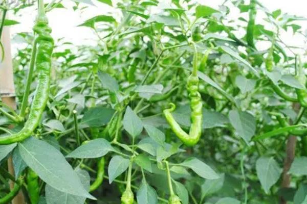 辣椒打顶摘心的时间 辣椒摘心打顶技术与方法