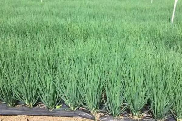 大葱的品种有哪些，什么时间种植、怎样种植