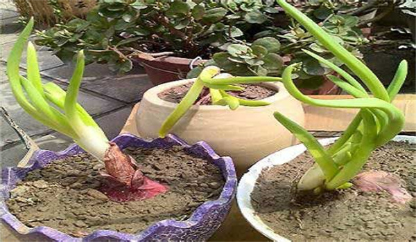 洋葱发芽了可以种植吗？洋葱发芽怎么种植