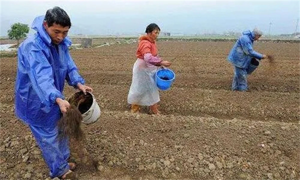 生姜怎样施肥？如何根据生姜需肥特点合理施肥