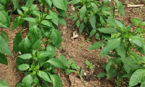 越夏辣椒定植后如何防止旺长?