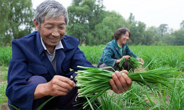 薹韭与韭菜有何区别 如何使薹韭早抽薹多抽薹？
