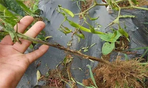 辣椒沤根是怎样发生的？如何预防辣椒沤根？