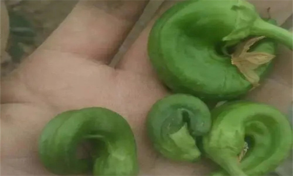 辣椒畸形果是怎样造成的 如何预防辣椒畸形果？