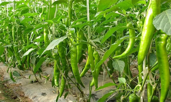 辣椒夏季如何提高坐果率?